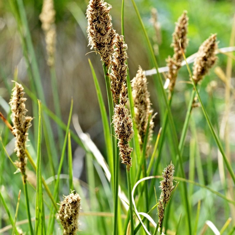 Carex appropinquata, photographed by Petr Harant