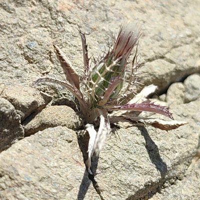 Atractylis cancellata