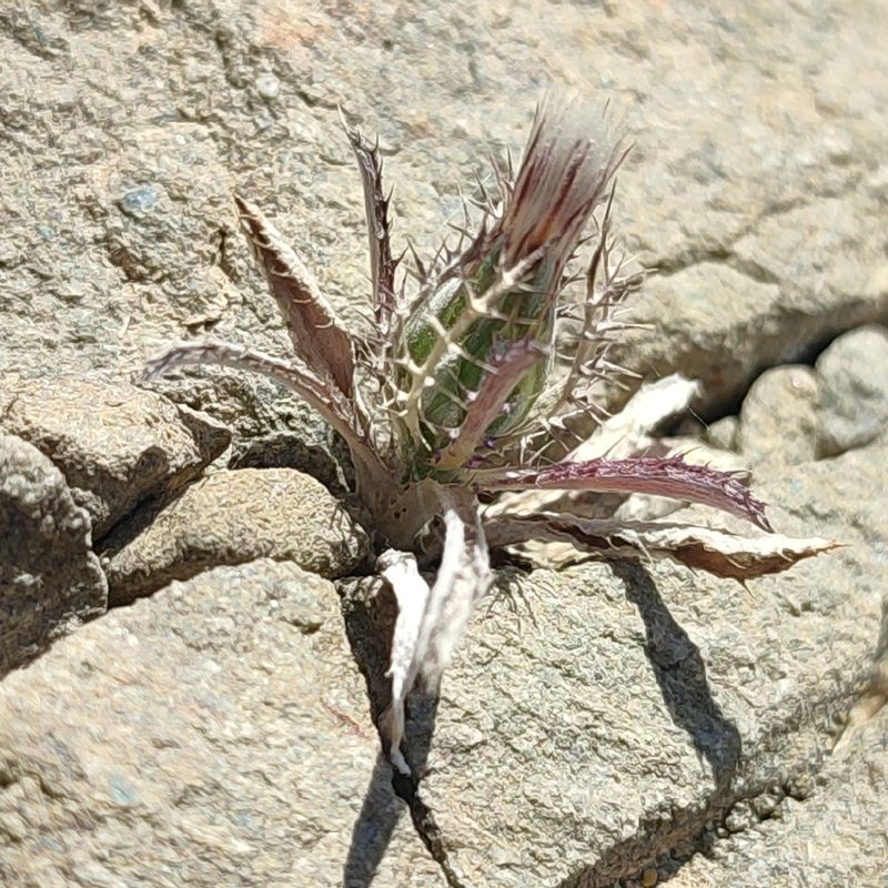 Atractylis cancellata, photographed by Quentin Groom