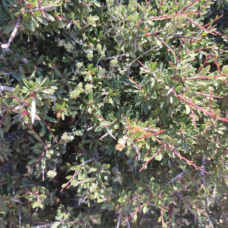 Rhamnus oleoides, photographed by Quentin Groom