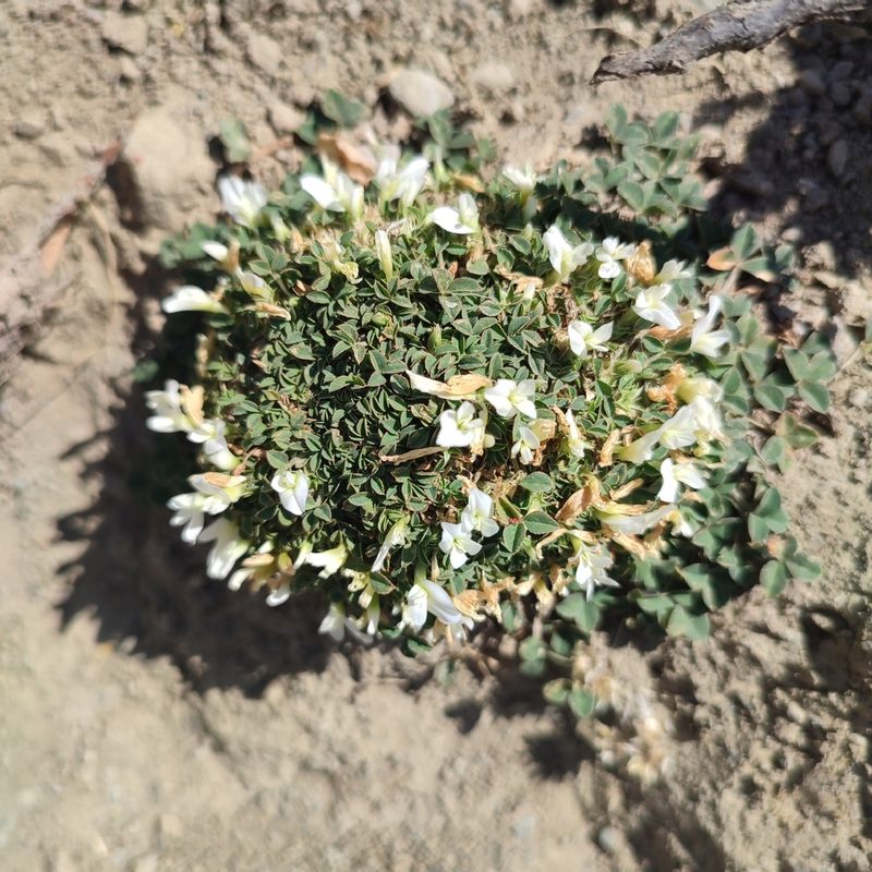 Trifolium uniflorum, photographed by Quentin Groom