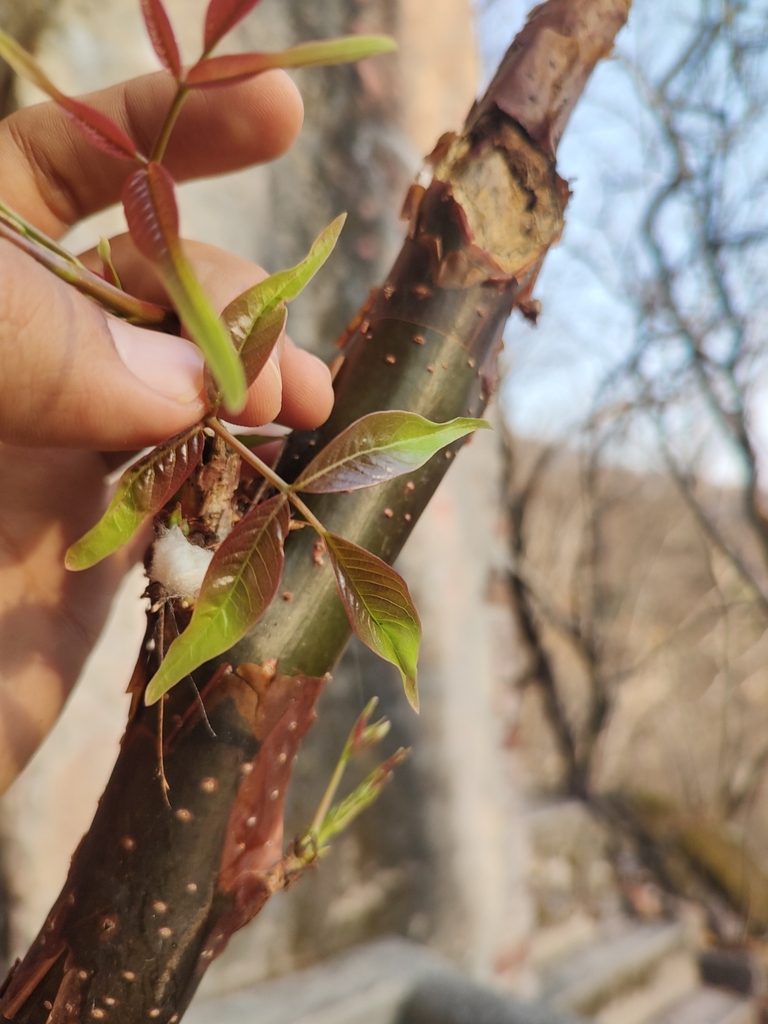 Bursera roseana, photographed by Abraham Sánchez Romero