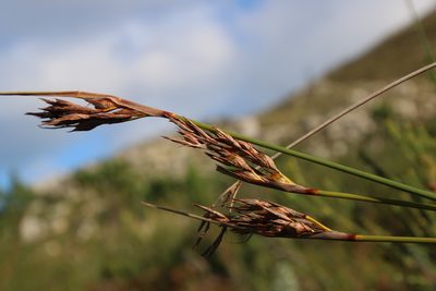 Neesenbeckia punctoria, photographed by Tony Rebelo