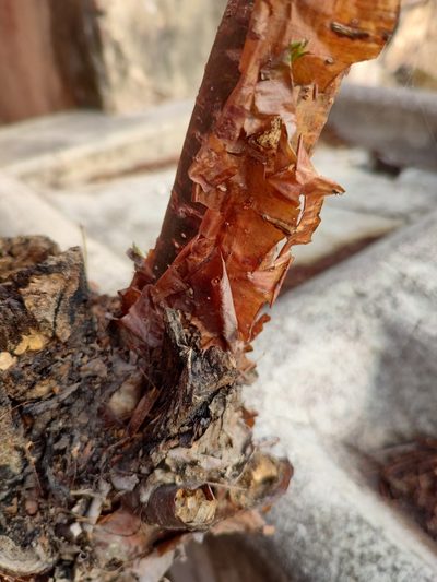 Bursera roseana, photographed by Abraham Sánchez Romero