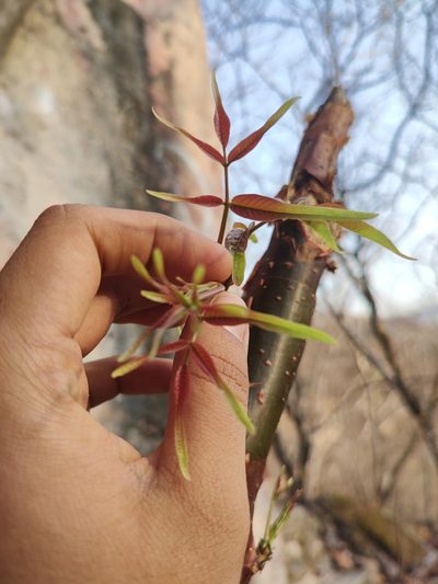 Bursera roseana, photographed by Abraham Sánchez Romero