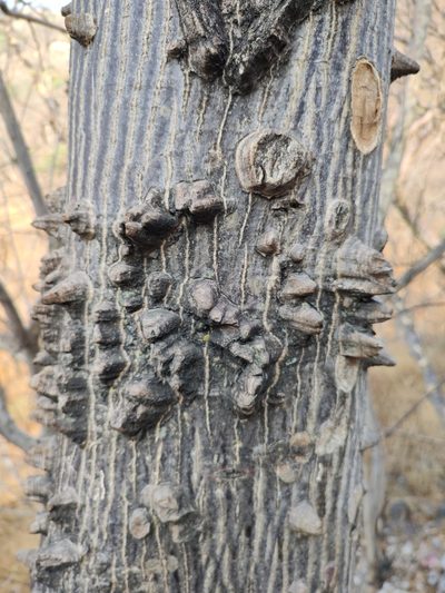 Amphipterygium molle, photographed by Abraham Sánchez Romero