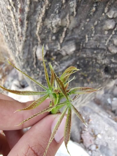 Amphipterygium molle, photographed by Abraham Sánchez Romero