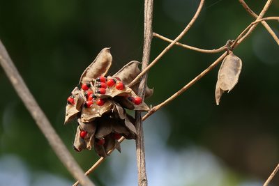 Abrus precatorius, photographed by Dinesh Valke