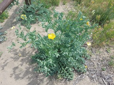 Glaucium flavum, photographed by Jakob Tougaard
