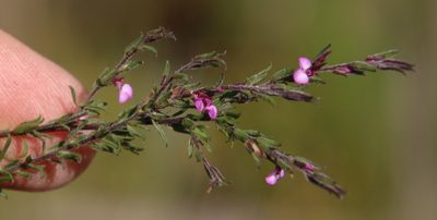Muraltia stipulacea, photographed by Tony Rebelo