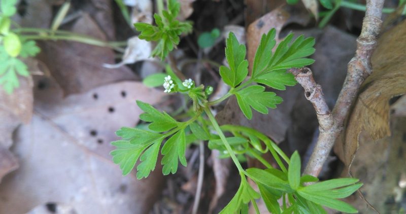 Chaerophyllum procumbens, photographed by Alby Penney