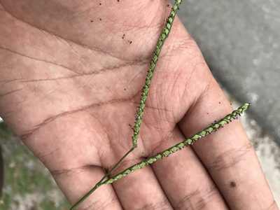 Paspalum floridanum, photographed by Brandon Corder