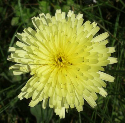 Urospermum dalechampii, photographed by Thibaud Godon