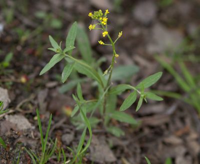 Erysimum cheiranthoides, photographed by Anastasia_Surkova