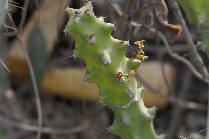 Euphorbia neriifolia, photographed by Dinesh Valke