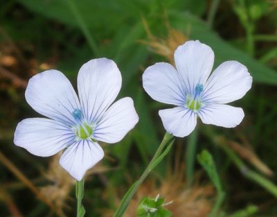 Linum bienne, photographed by Thibaud Godon