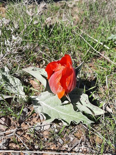 Tulipa greigii, photographed by Kudaibergen Amirekul