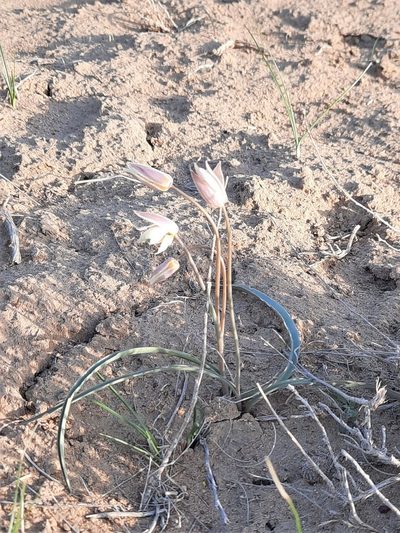 Tulipa bifloriformis, photographed by Kudaibergen Amirekul