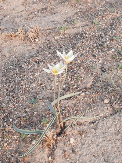 Tulipa bifloriformis, photographed by Kudaibergen Amirekul