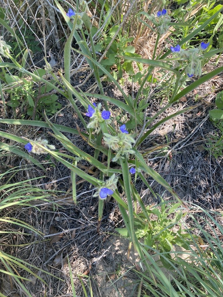 Tradescantia reverchonii, photographed by aarondamon