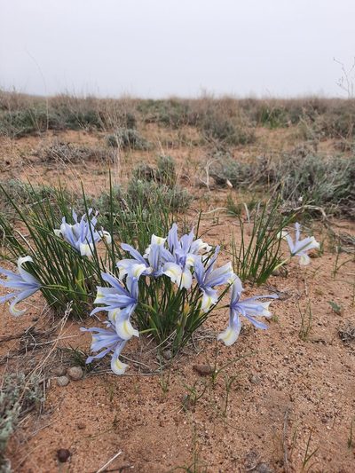 Iris tenuifolia, photographed by Kudaibergen Amirekul