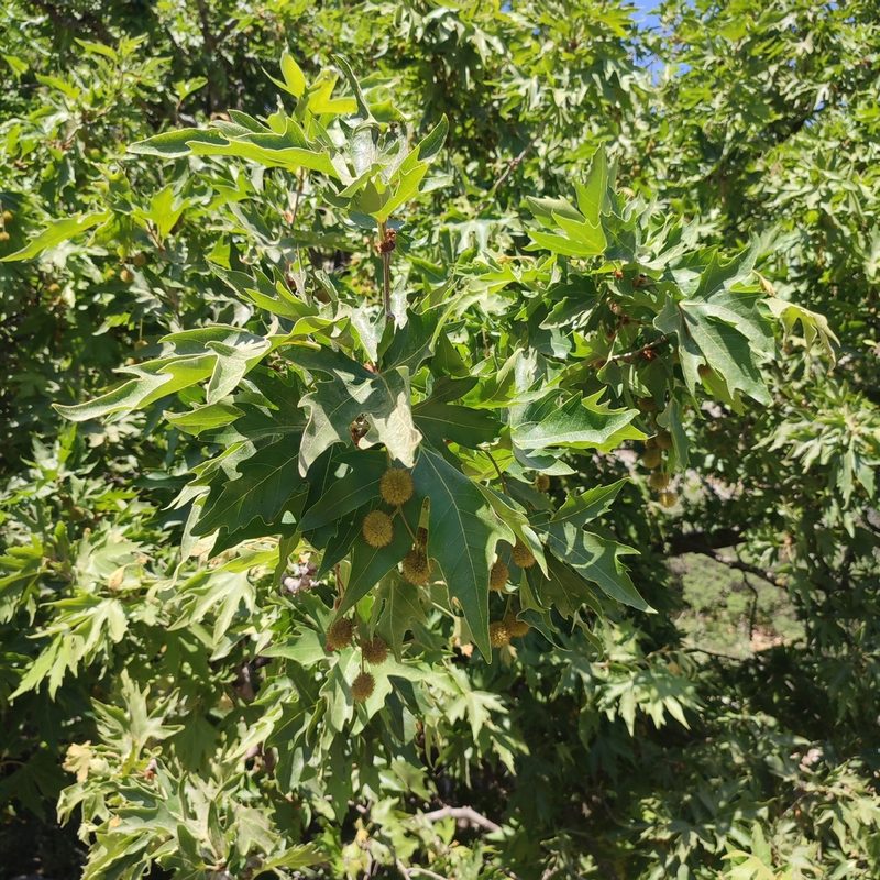 Platanus orientalis, photographed by Quentin Groom