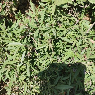 Vitex agnus-castus, photographed by Quentin Groom