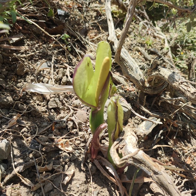 Arum concinnatum, photographed by Quentin Groom