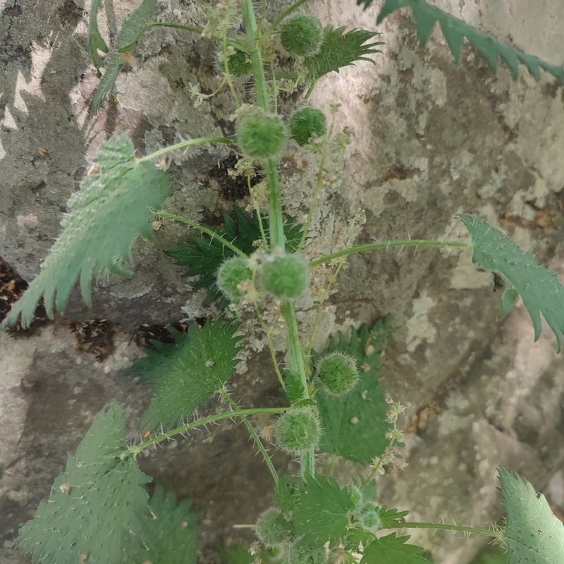 Urtica pilulifera, photographed by Quentin Groom