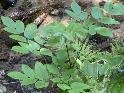 Aralia californica, photographed by Karen Asherah