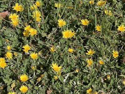 Arctotheca prostrata, photographed by Karen Asherah