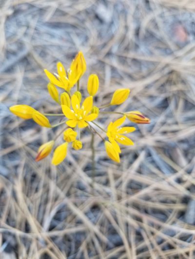 Triteleia lemmoniae, photographed by Grant Mullen
