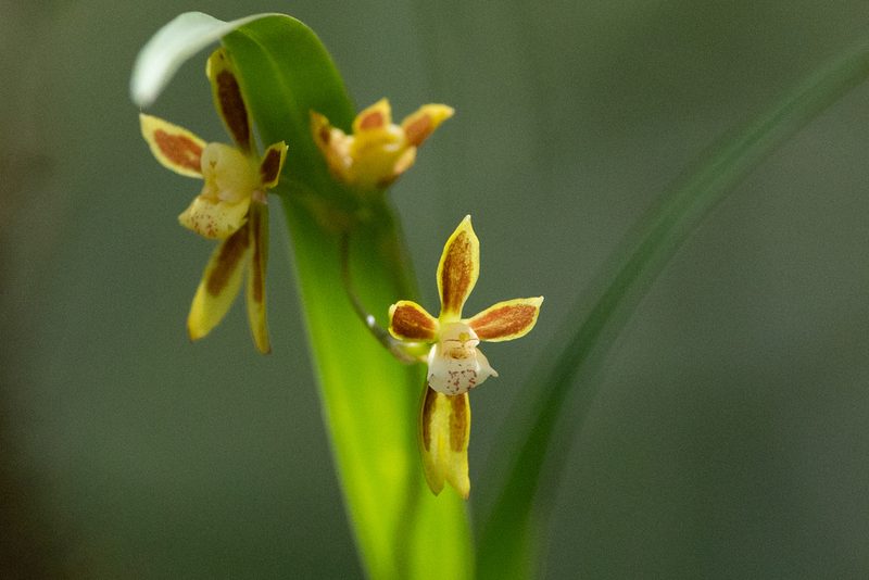 Oncidium tenuifolium, photographed by Thibaud Aronson