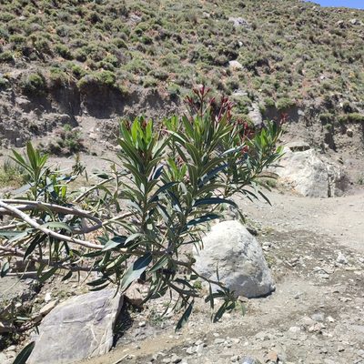 Nerium oleander, photographed by Quentin Groom