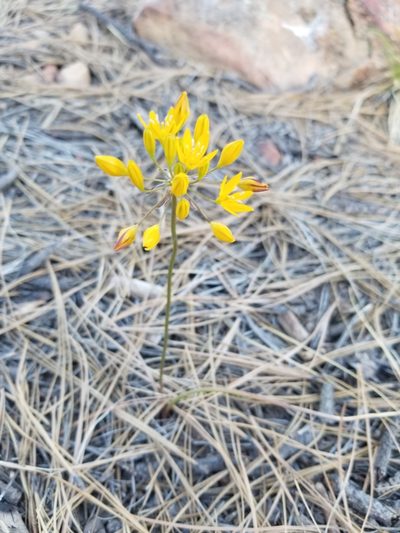Triteleia lemmoniae, photographed by Grant Mullen
