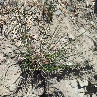 Scirpoides holoschoenus, photographed by Quentin Groom