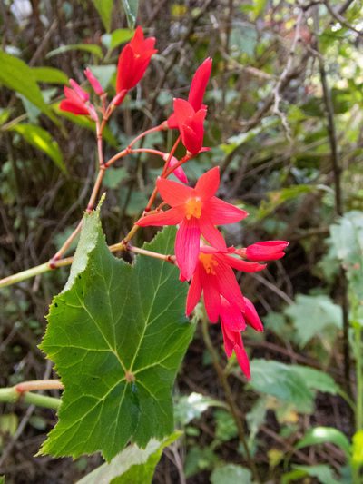 Begonia monadelpha, photographed by Thibaud Aronson