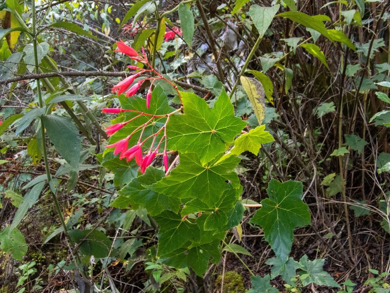Begonia monadelpha, photographed by Thibaud Aronson