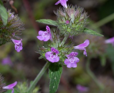 Clinopodium vulgare, photographed by Daniela Costa