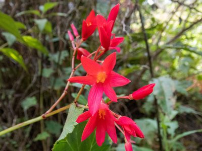 Begonia monadelpha, photographed by Thibaud Aronson