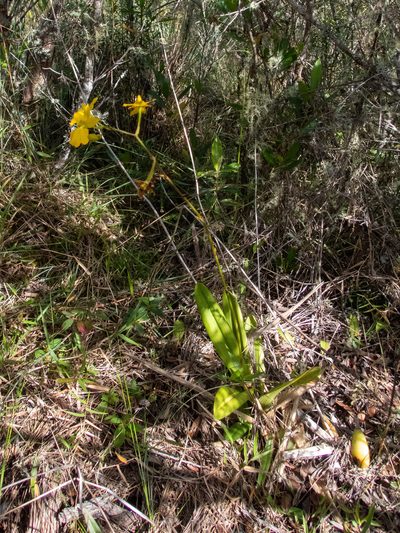 Cyrtochilum mystacinum, photographed by Thibaud Aronson