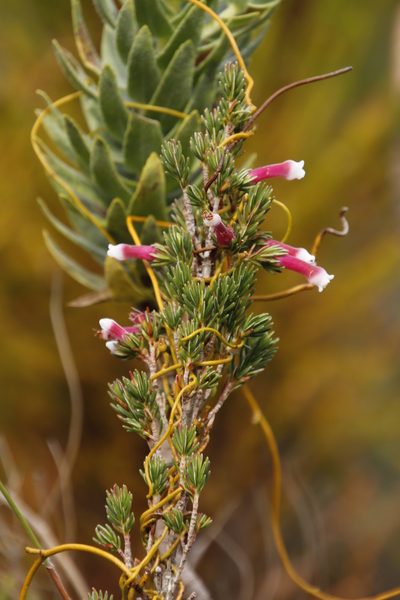 Erica leucotrachela, photographed by Tony Rebelo