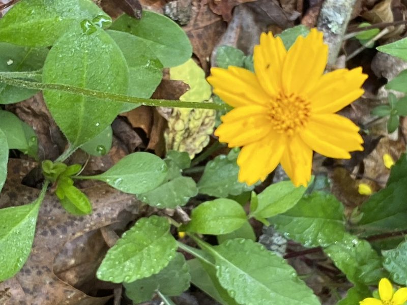 Coreopsis auriculata, photographed by Carol Ann McCormick