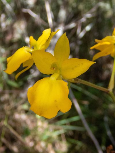 Cyrtochilum mystacinum, photographed by Thibaud Aronson