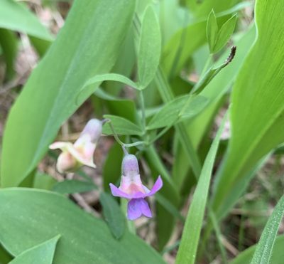 Lathyrus linifolius, photographed by Katrin Simon