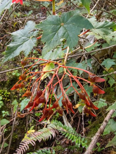 Begonia monadelpha, photographed by Thibaud Aronson