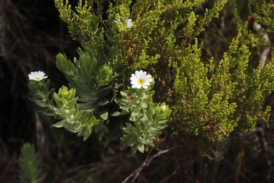 Osmitopsis asteriscoides, photographed by Tony Rebelo
