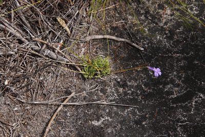 Lobelia coronopifolia, photographed by Tony Rebelo