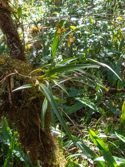 Oncidium tenuifolium, photographed by Thibaud Aronson