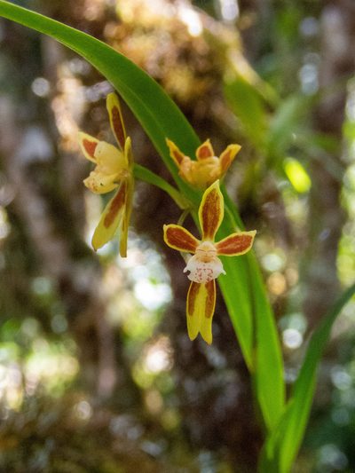 Oncidium tenuifolium, photographed by Thibaud Aronson